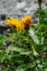 Crepis chrysantha