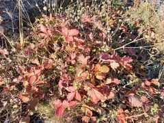 Potentilla fragiformis