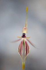 Caladenia plicata