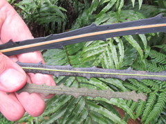 Pseudopanax crassifolius x Ferox