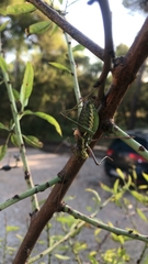 Parasteropleurus perezii