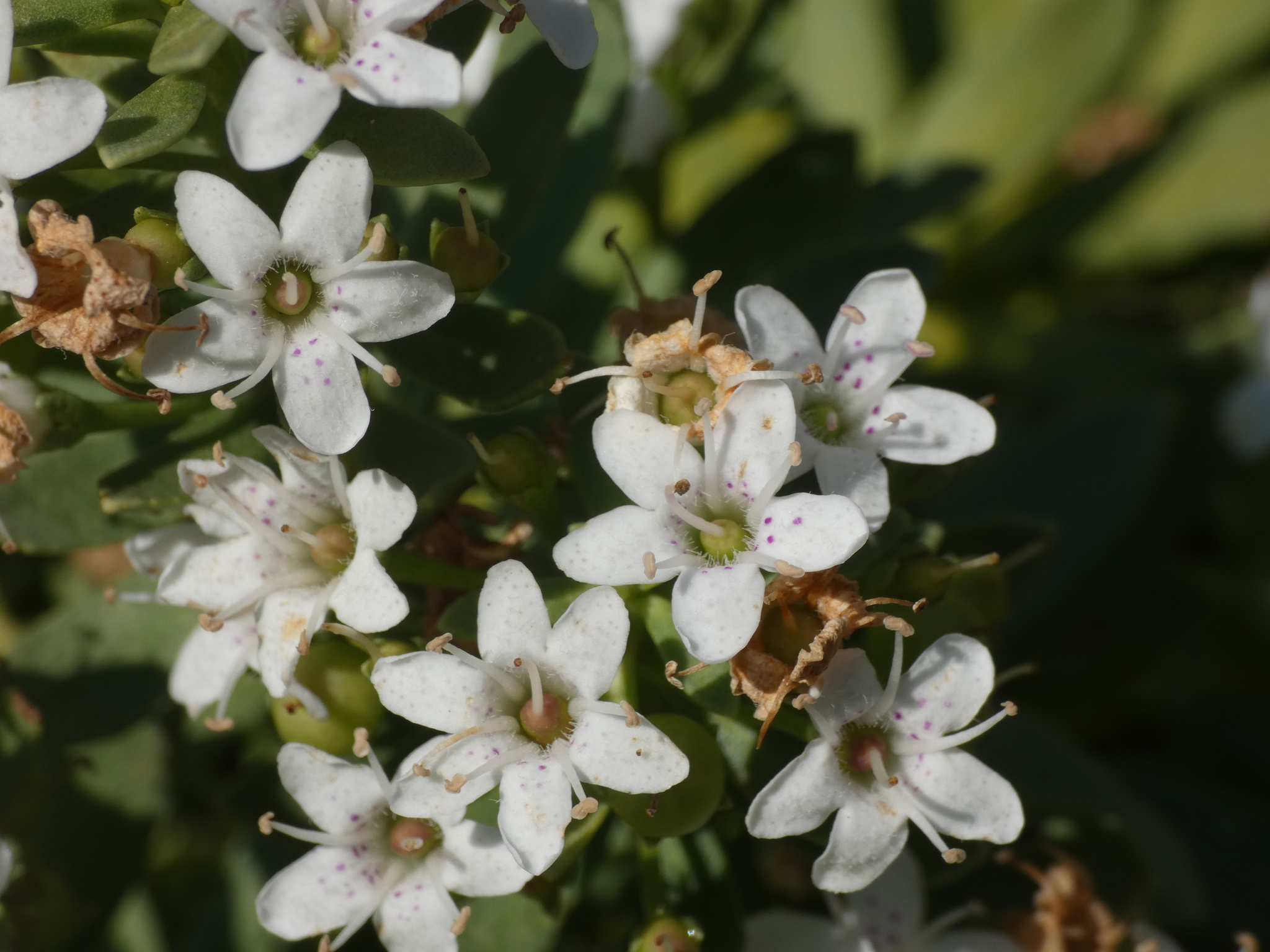 Myoporum