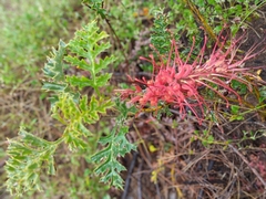 Grevillea bipinnatifida