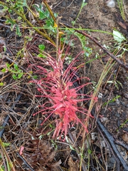 Grevillea bipinnatifida