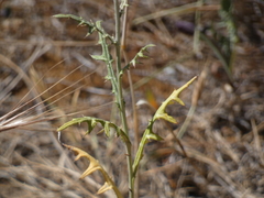 Galactites tomentosus
