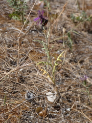 Galactites tomentosus