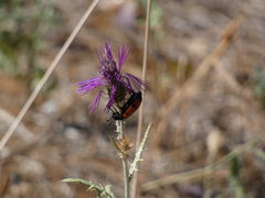 Galactites tomentosus
