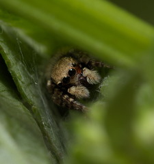 Cytaea