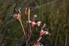 Curly Reedpipe - Photo (c) Brian du Preez, some rights reserved (CC BY-SA), uploaded by Brian du Preez