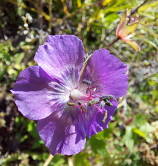 Geranium phaeum lividum