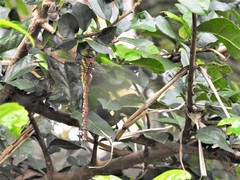 Anaciaeschna jaspidea