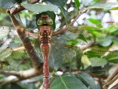 Anaciaeschna jaspidea