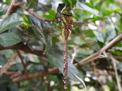 Anaciaeschna jaspidea