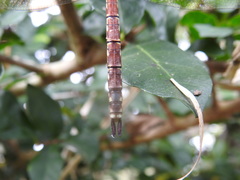 Anaciaeschna jaspidea