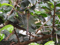 Anaciaeschna jaspidea