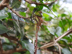 Anaciaeschna jaspidea