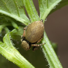 Cytaea