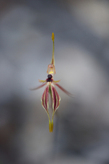 Caladenia plicata