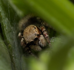 Cytaea