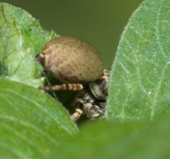 Cytaea