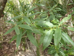 Veronica flavida