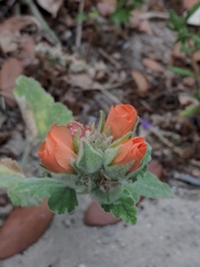 Sphaeralcea lindheimeri