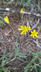 Narcissus cavanillesii
