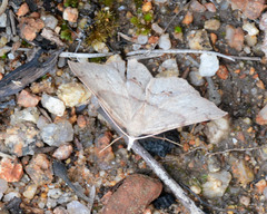 Rhinodia rostraria