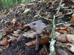 Laccaria amethystina