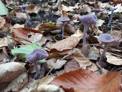 Laccaria amethystina