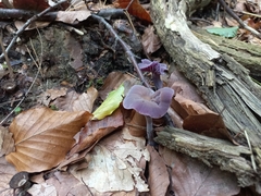 Laccaria amethystina