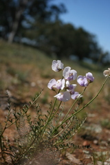 Swainsona procumbens