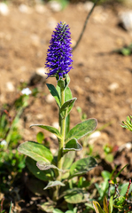 Veronica porphyriana