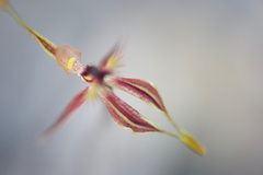 Caladenia plicata