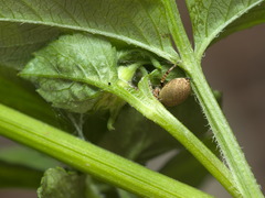 Cytaea