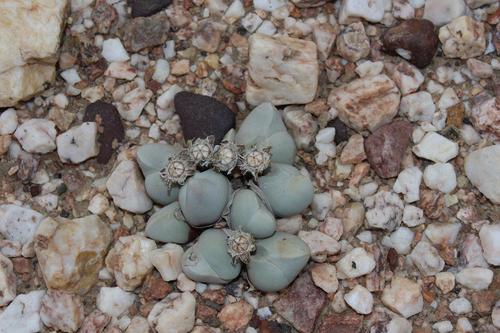 Gibbaeum album