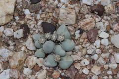 Gibbaeum album