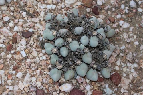 Gibbaeum album