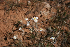 Rhodanthe corymbiflora