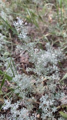 Artemisia austriaca