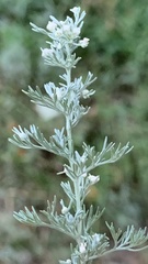 Artemisia austriaca