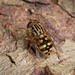 Helophilus campbelli - Photo (c) Pete McGregor, some rights reserved (CC BY-NC-ND), uploaded by Pete McGregor