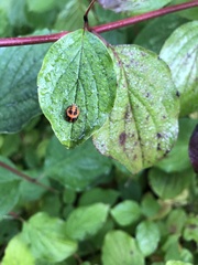 Harmonia axyridis