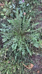 Taraxacum officinale