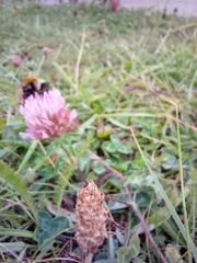 Trifolium pratense