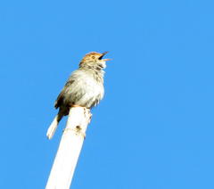 Cisticola fulvicapilla