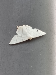 Ourapteryx sambucaria