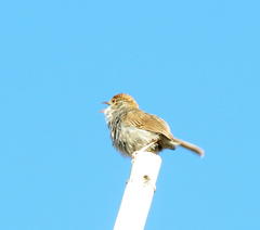 Cisticola fulvicapilla