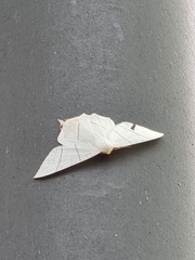 Ourapteryx sambucaria