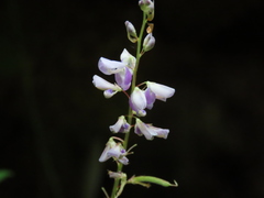 Grona heterocarpos angustifolia